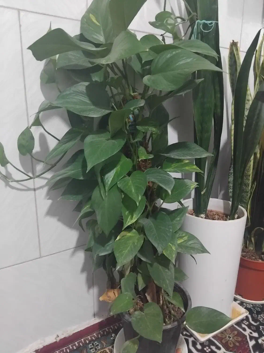 پیوست چماقی|گل و گیاه طبیعی|سیرجان, |دیوار