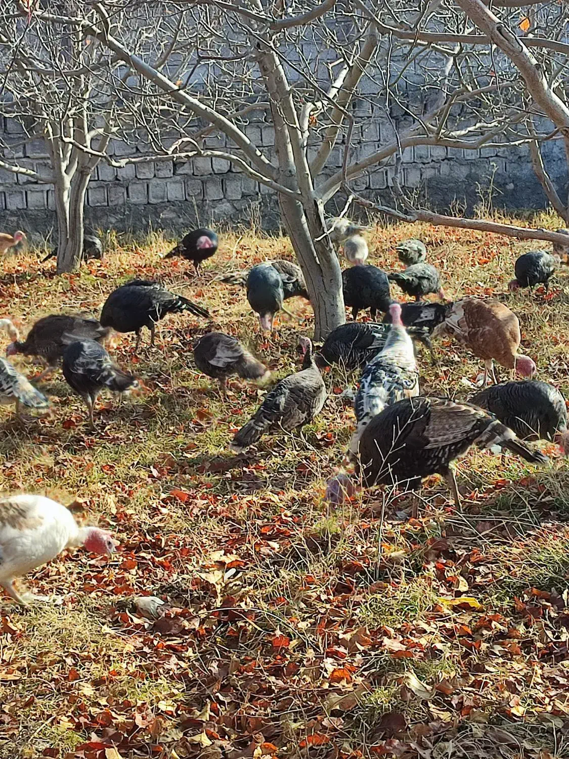 بوقلمون طبیعی|حیوانات مزرعه|مشگین شهر, |دیوار