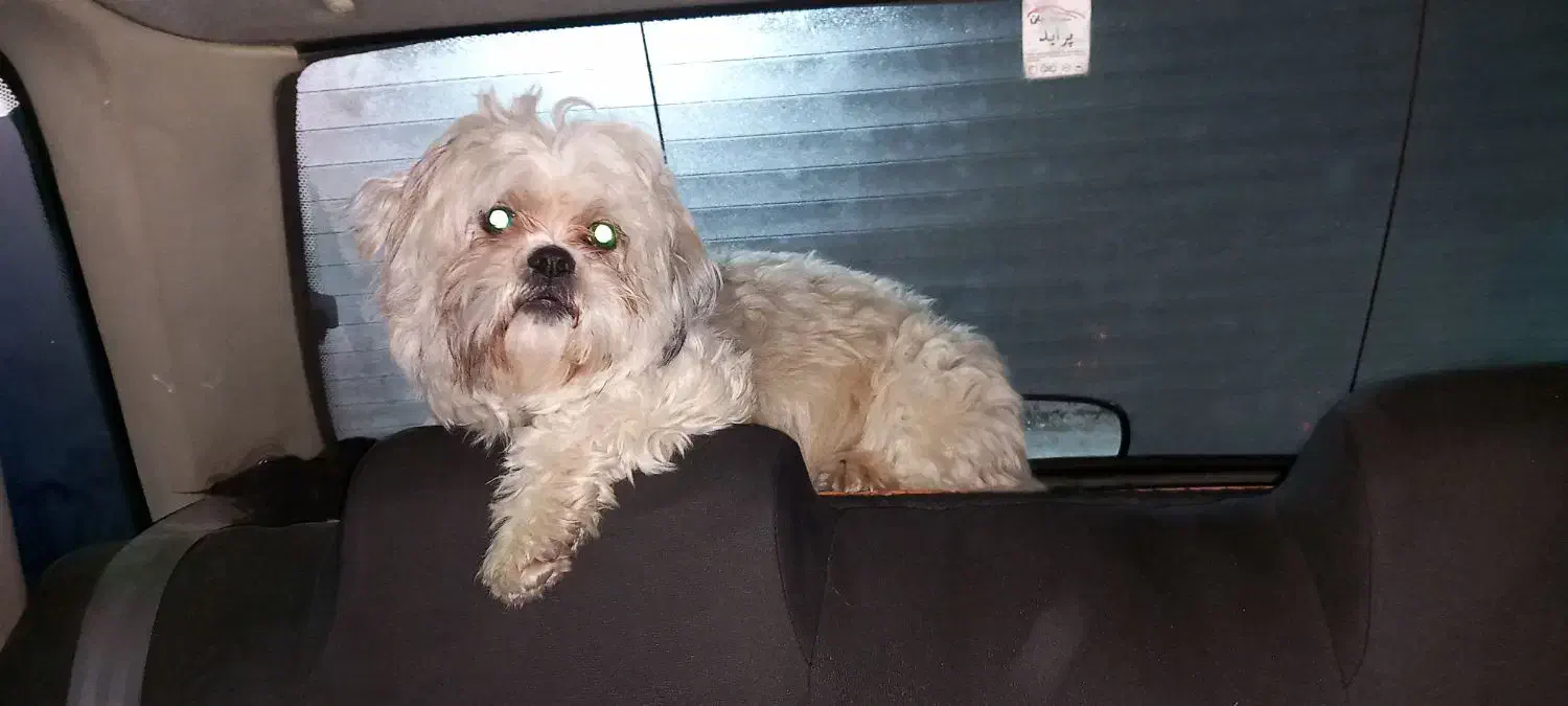 سگ اشپیتز|سگ|خرم‌آباد, |دیوار