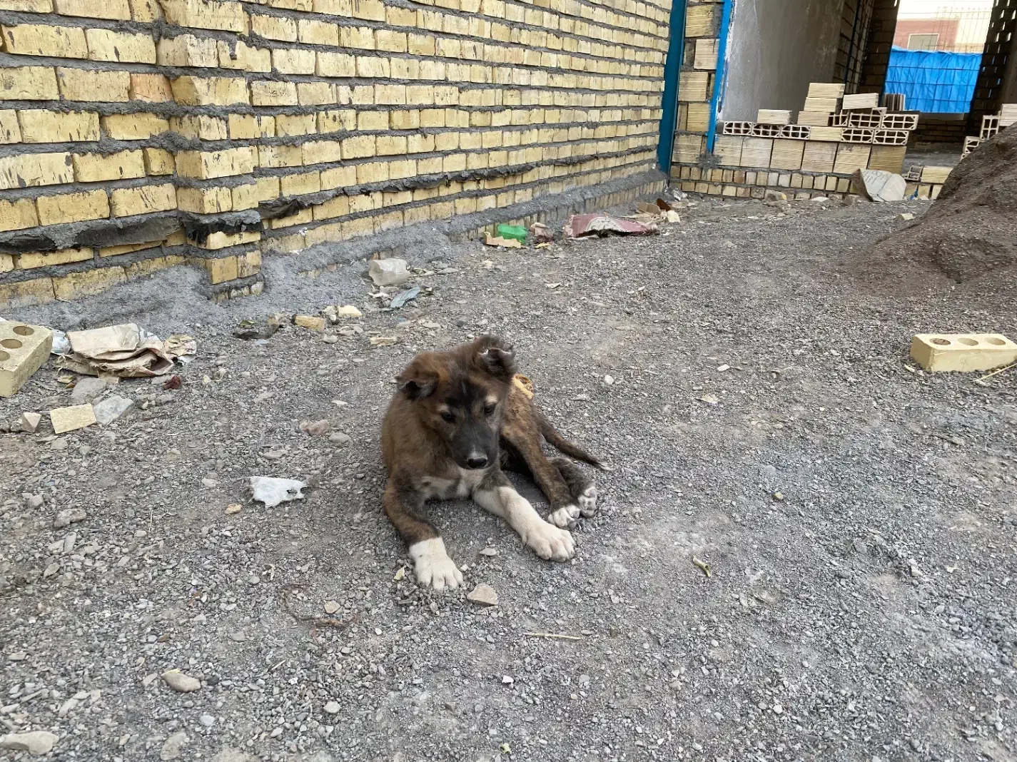 سگ گمشده|سگ|گلبهار, شهر جدید گلبهار|دیوار