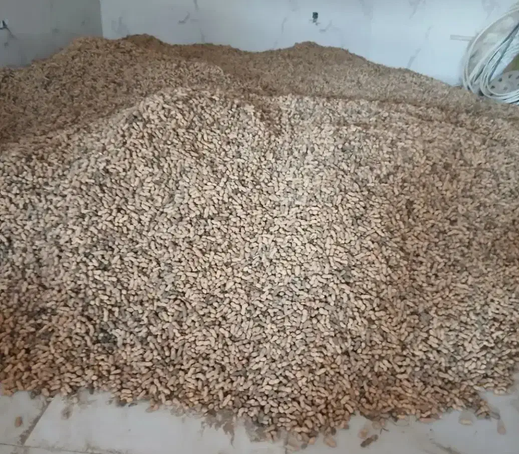 بادام زمینی گلی وترکیه|خوردنی و آشامیدنی|پارسآباد, |دیوار