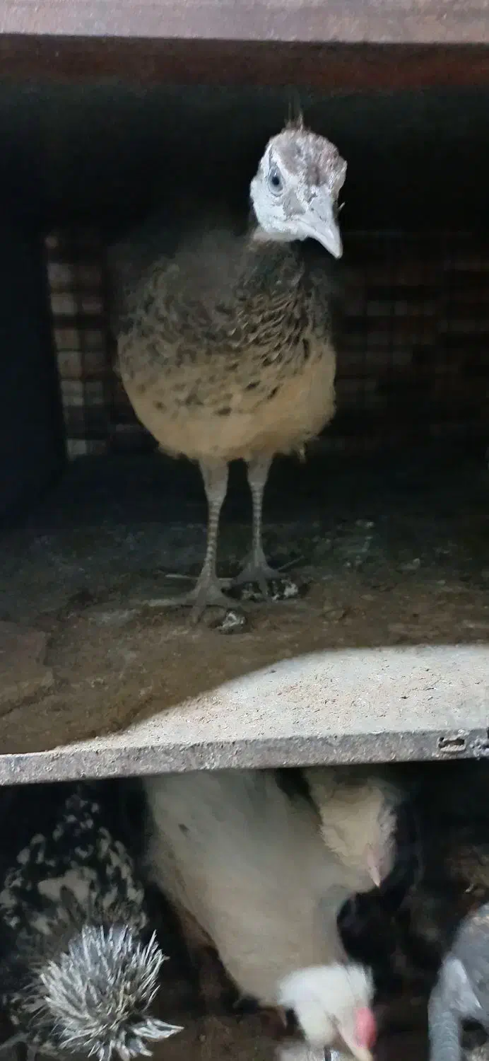 طاووس مصری|پرنده|کرمان, |دیوار