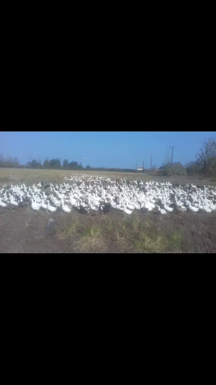 اردک پکنی|حیوانات مزرعه|کیاشهر, |دیوار