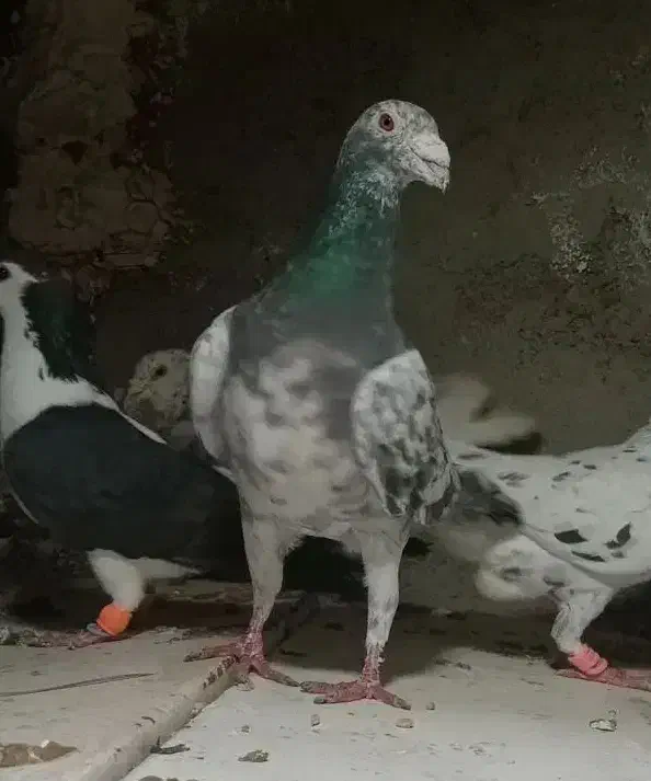 2 جفت کبوتر|پرنده|شیروان (خراسان), |دیوار