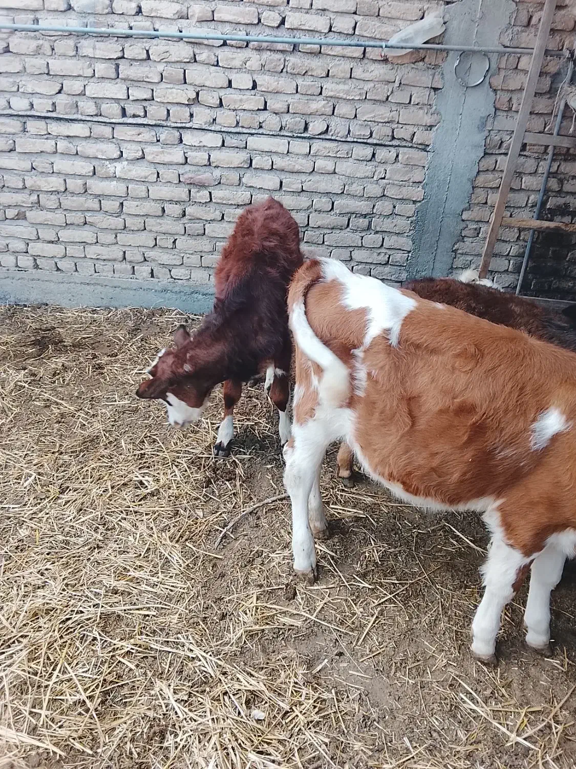 گوساله نر ویک ماده|حیوانات مزرعه|سیمین شهر, |دیوار