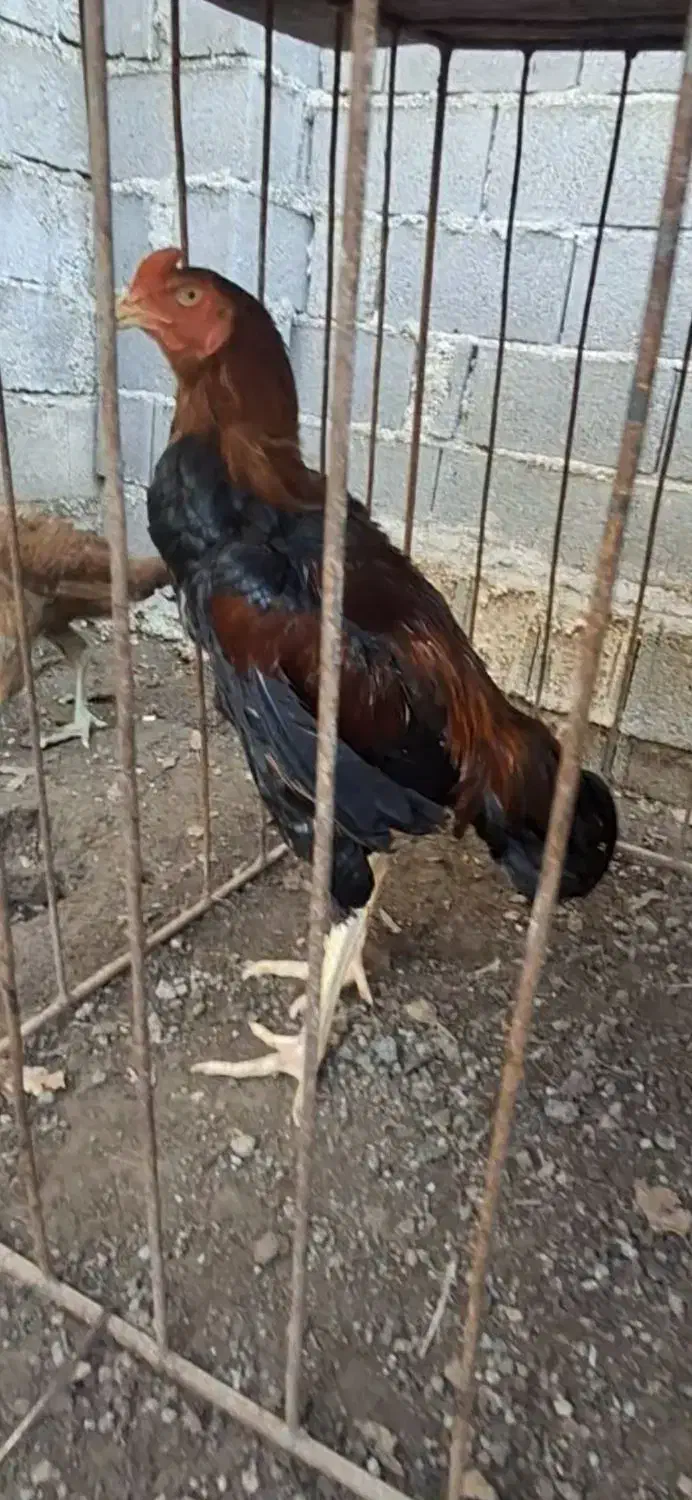 جوجه خروس لاری|حیوانات مزرعه|ساری, |دیوار