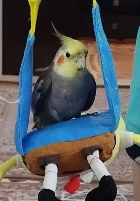 گمشده|حیوانات|قم, کیوانفر|دیوار