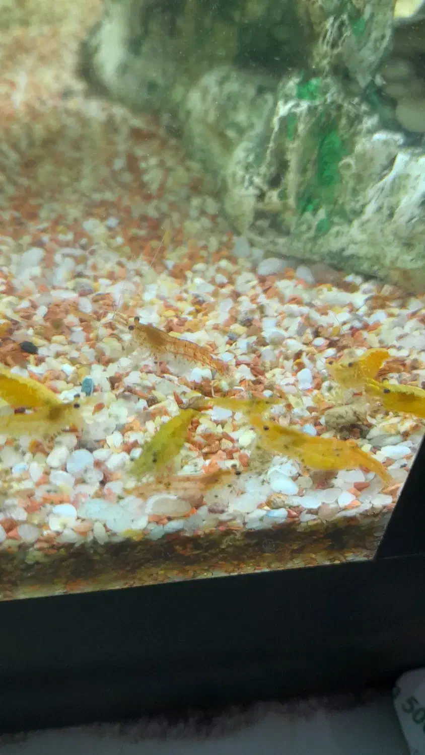 اگواریوم|ماهی|کردکوی, |دیوار