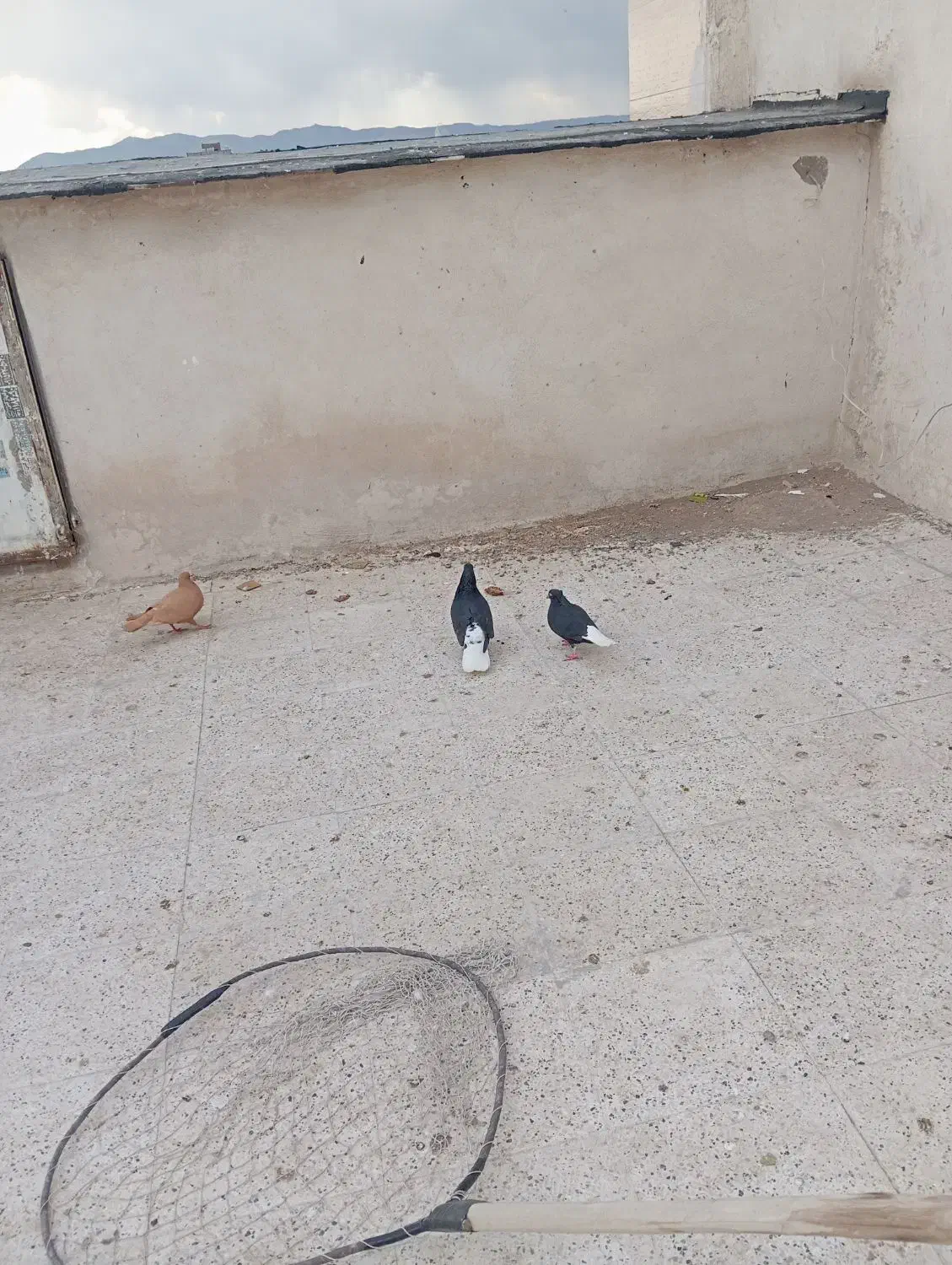 کفتر زاغ دم سفید|پرنده|مشهد, تلگرد|دیوار