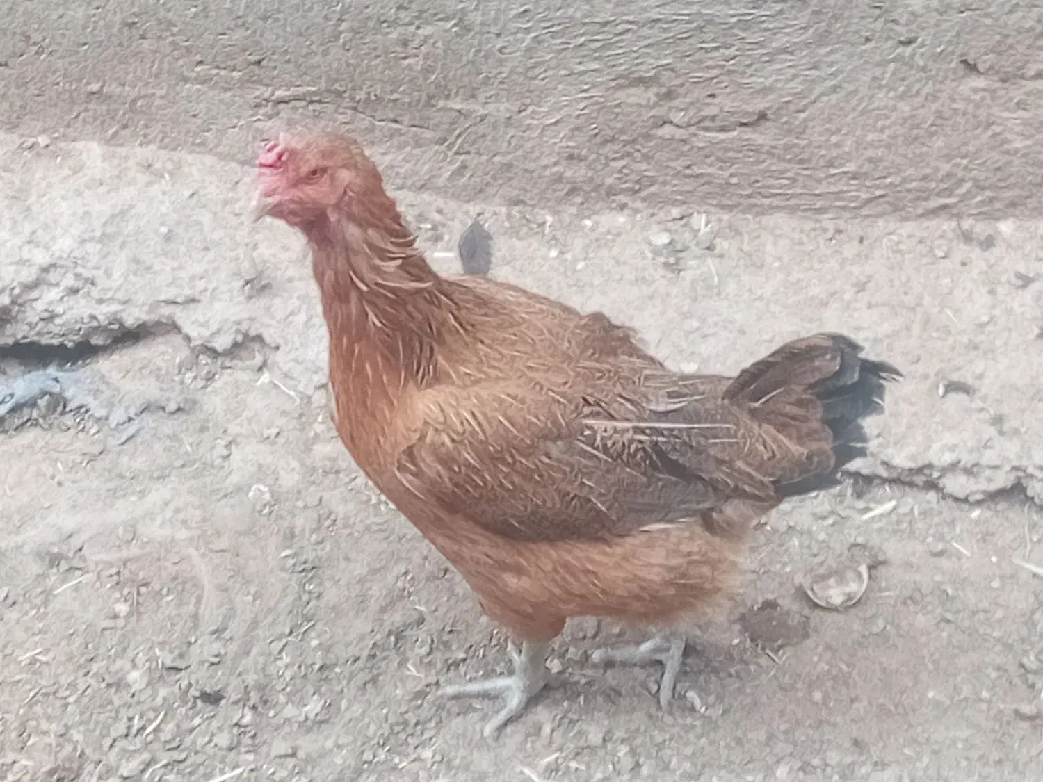 مرغ تخم گذار|حیوانات مزرعه|بناب, |دیوار