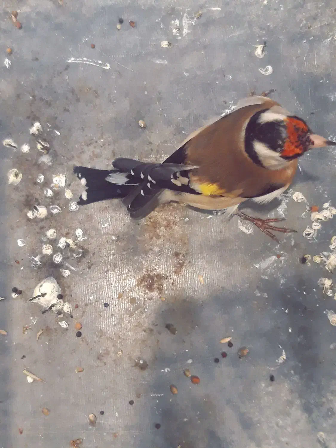 سهره|پرنده|فردیس, سرحدی|دیوار