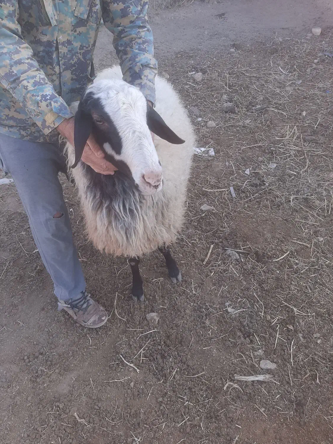 ورن شال|حیوانات مزرعه|کوهدشت, |دیوار