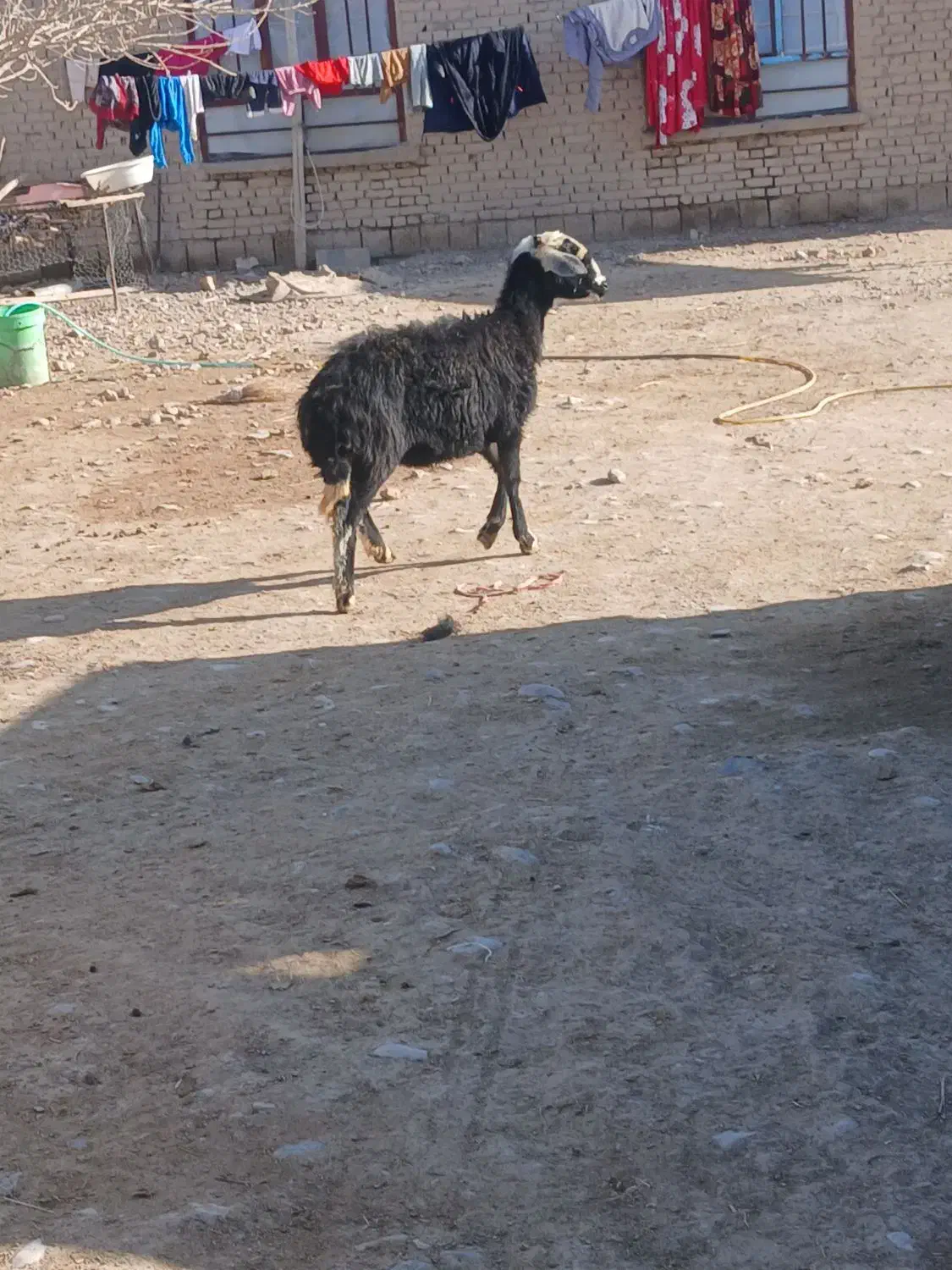 بره ماده|حیوانات مزرعه|باروق, |دیوار