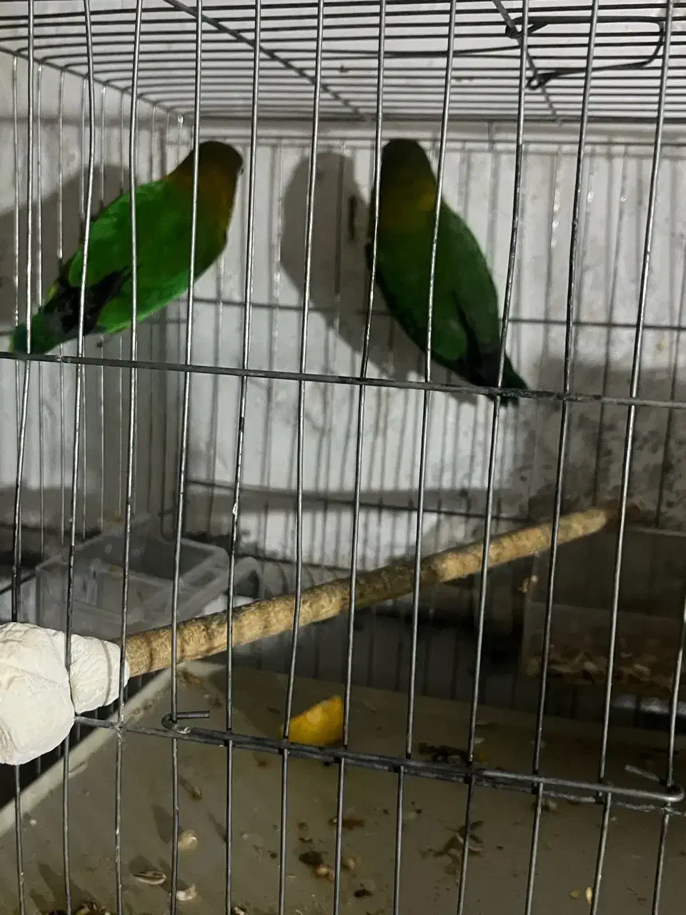 جفت کوتوله نروماده،تضمینی نطفه، آماده تخمگذاری|پرنده|شاهینشهر, حافظ شمالی|دیوار