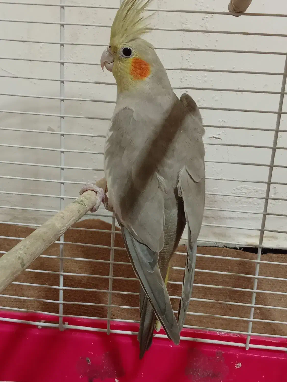 عروس هلندی|پرنده|شوشتر, |دیوار