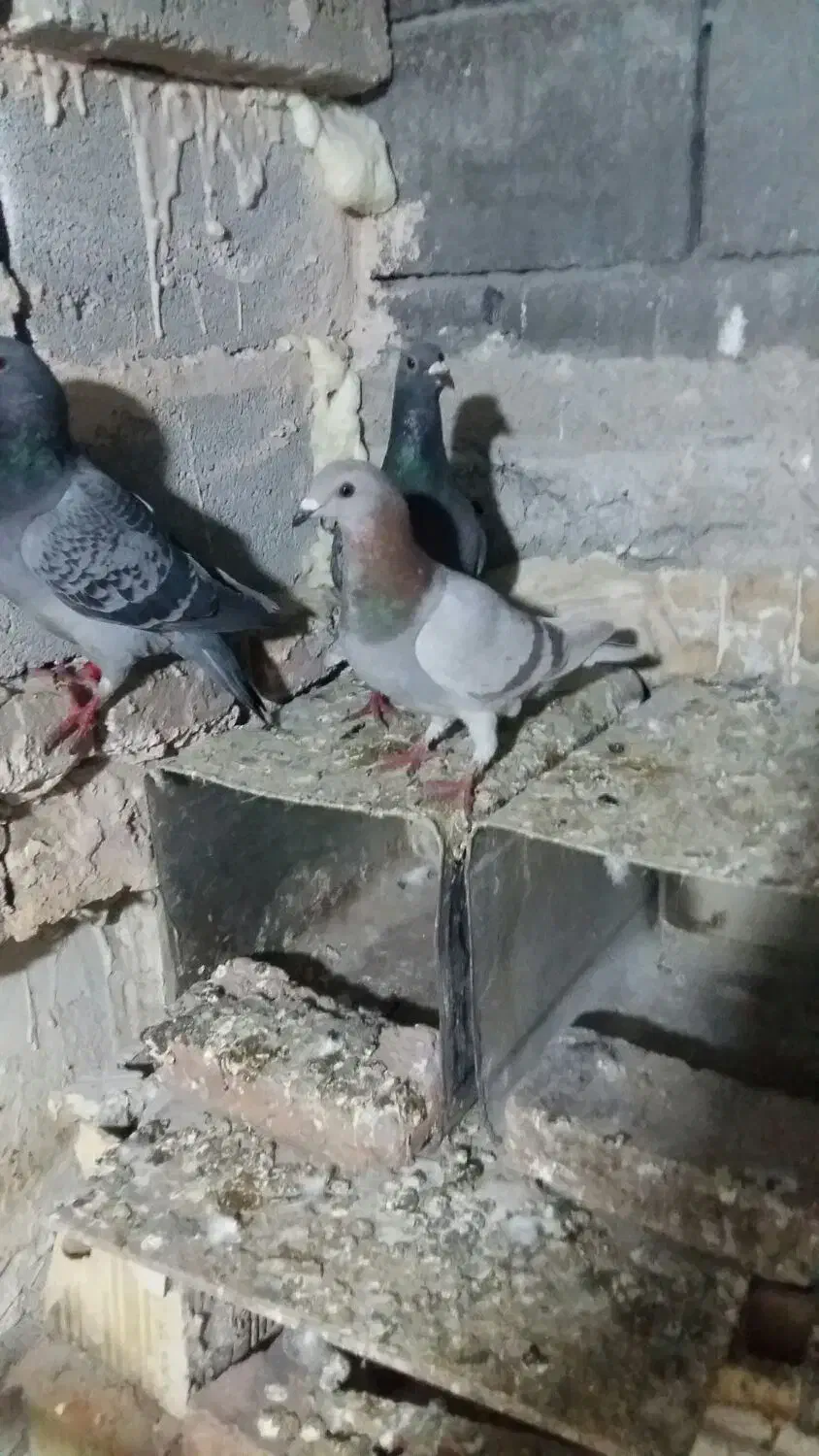 کبوتر مسافتی|پرنده|ارومیه, |دیوار