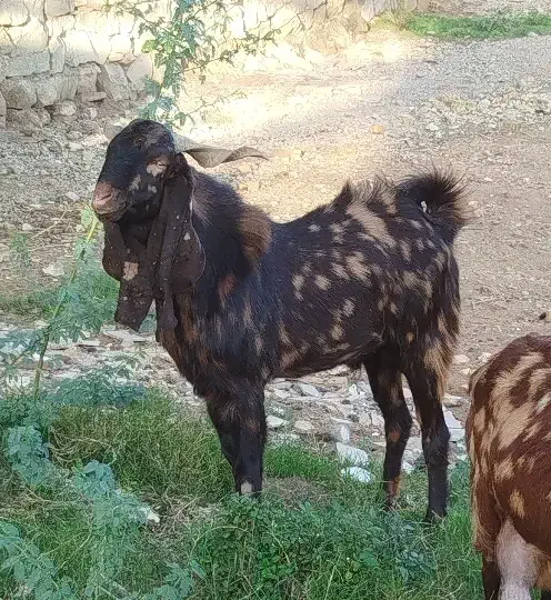 دو عدد بعده|حیوانات مزرعه|شوشتر, |دیوار