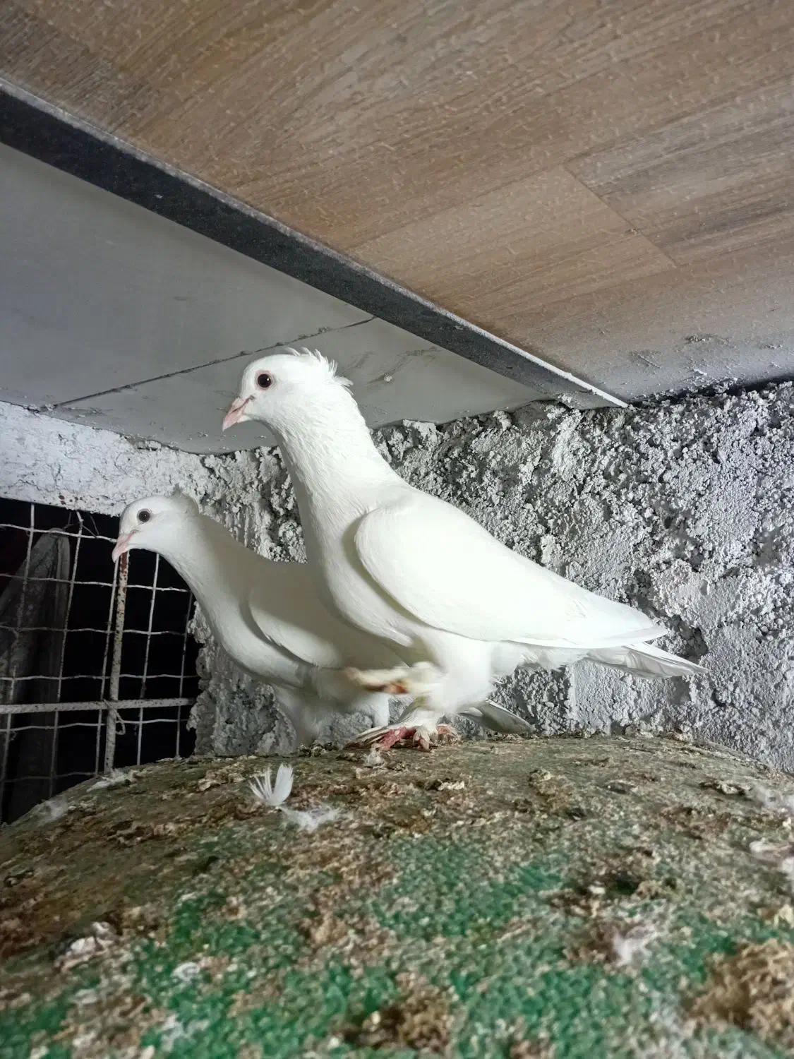 گفتر گره کوک درجایی|پرنده|میناب, |دیوار