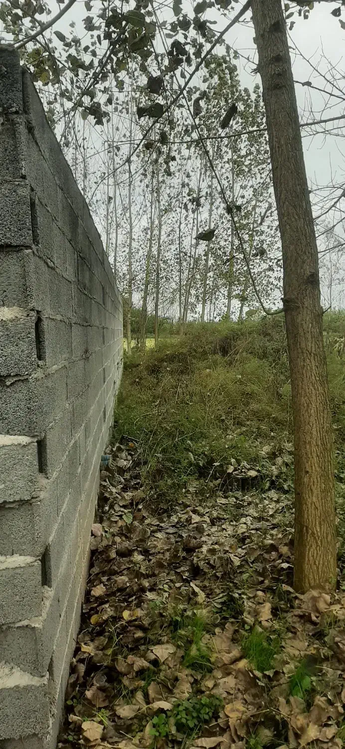 فروش زمین|فروش زمین و ملک کلنگی|خمام, |دیوار