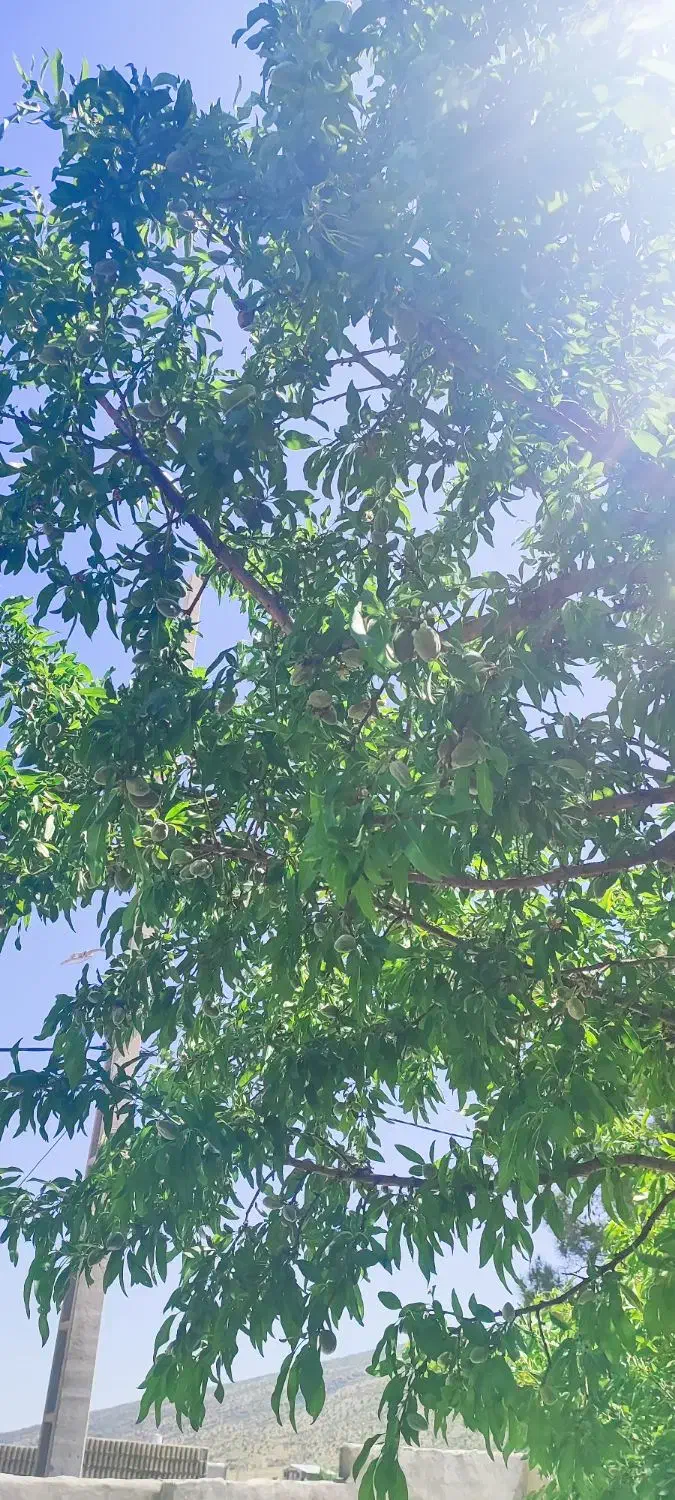 فروش باغ شهری|فروش آپارتمان|سیاخ دارنگون, |دیوار