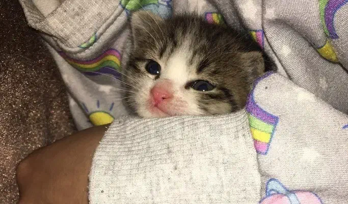 گربه خنگول|گربه|گرگان, |دیوار