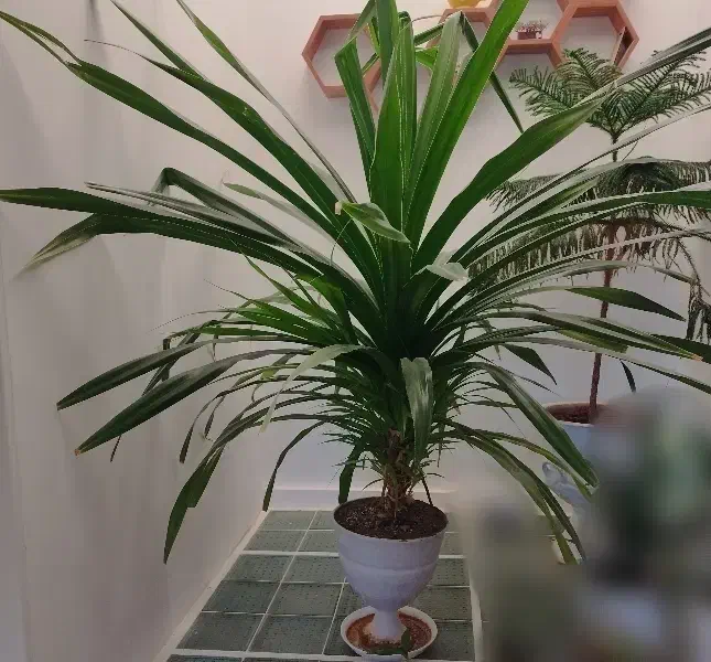 گل برگ خنجری یا پاندانوس|گل و گیاه طبیعی|کبودرآهنگ, |دیوار