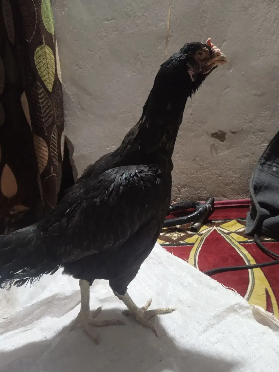 مرغ اصیل|حیوانات مزرعه|خاش, |دیوار