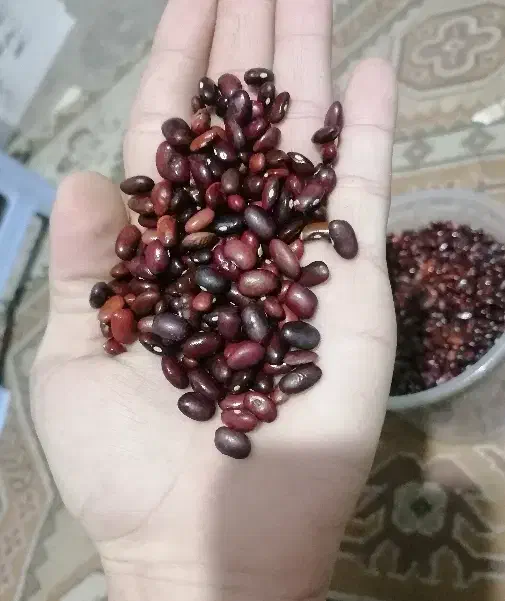 لوبیا قرمز خارجی عمده (بالای 20 کیلو)|خوردنی و آشامیدنی|قم, شاه سید علی|دیوار