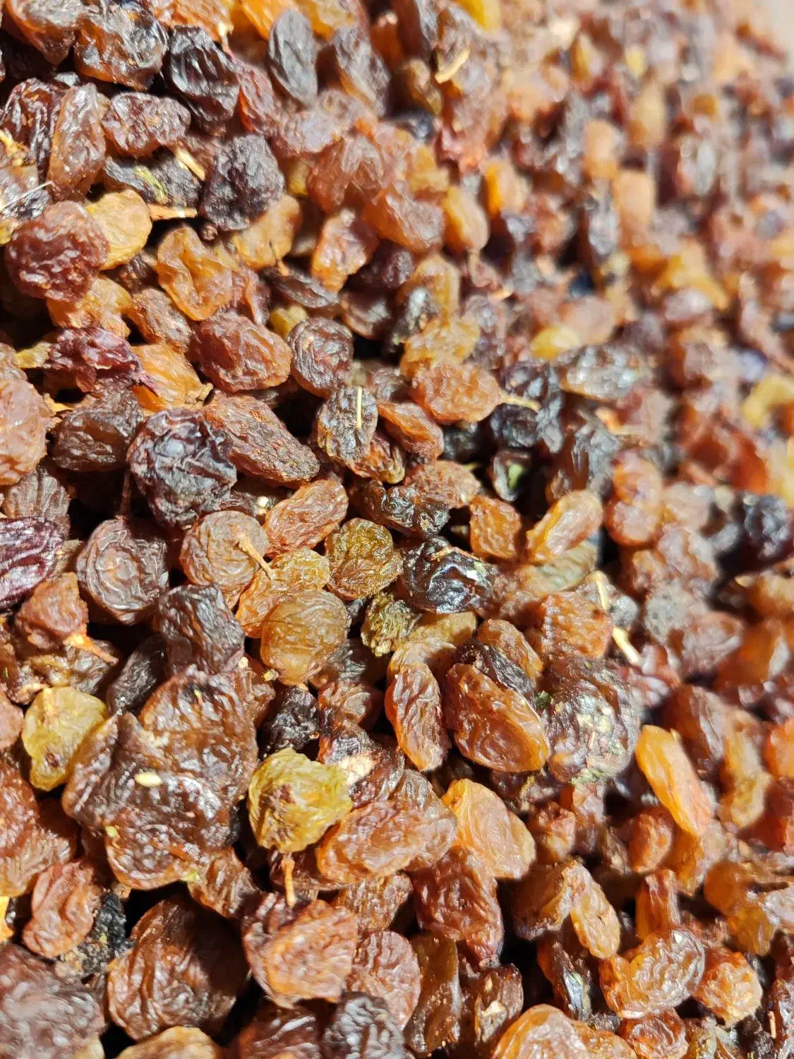 کشمش گله و خرما ضایعات نقد و اقساط|خوردنی و آشامیدنی|مشهد, شهید مطهری|دیوار