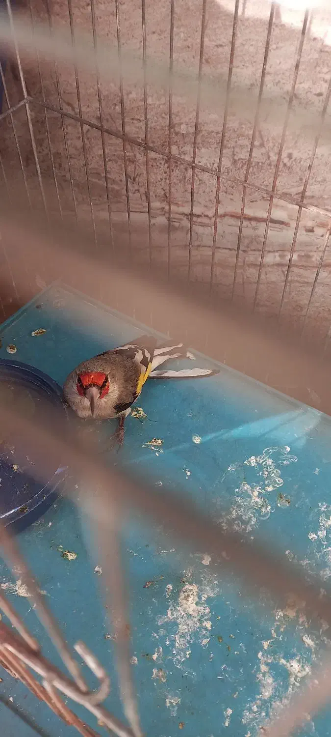 سهره یا سقا بافتی نر گل بلند|پرنده|کرمان, |دیوار