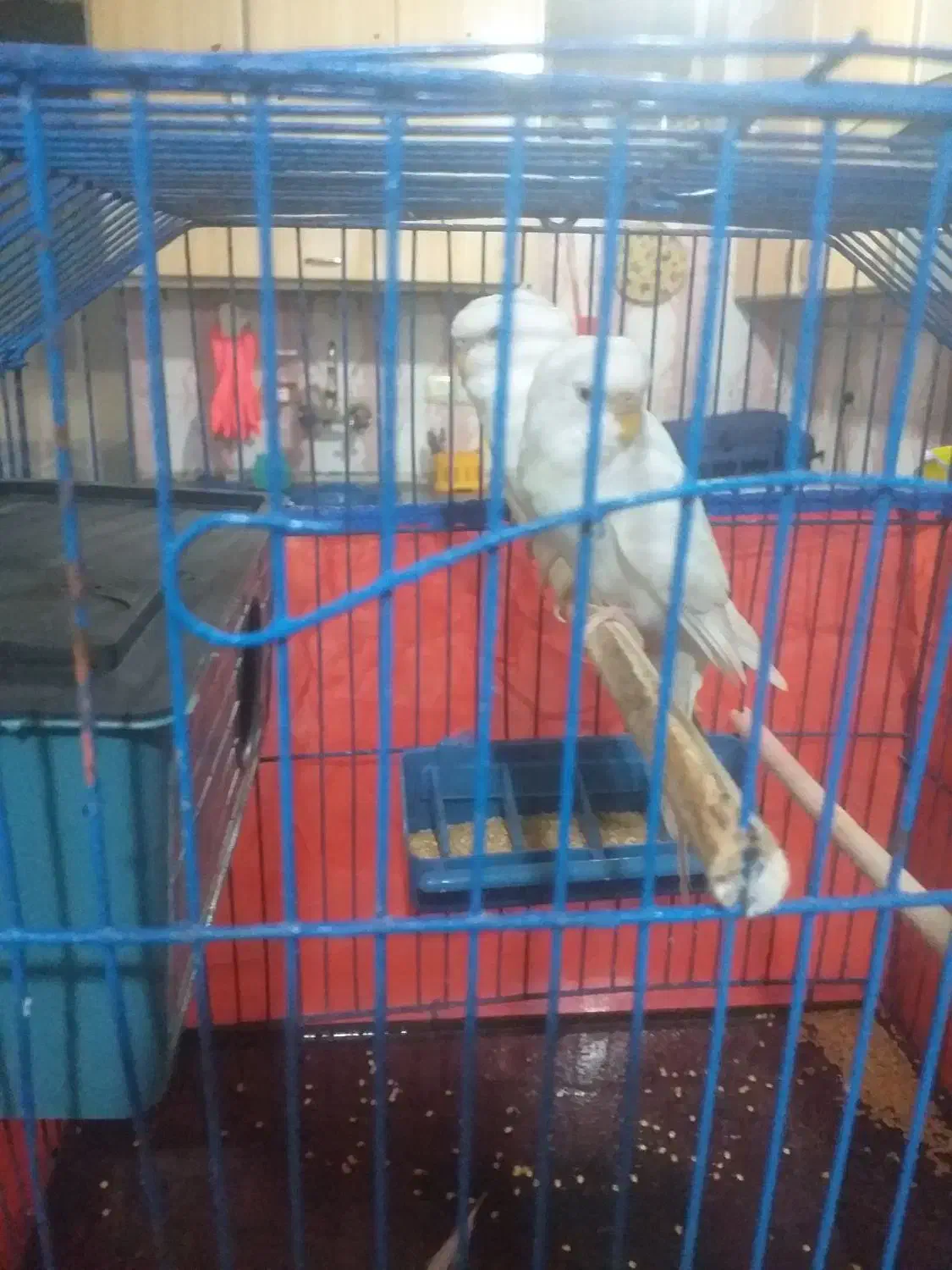 فروش سه جفت پرنده عروس. برزیلی. مرغ عشق|پرنده|بندر ماهشهر, |دیوار