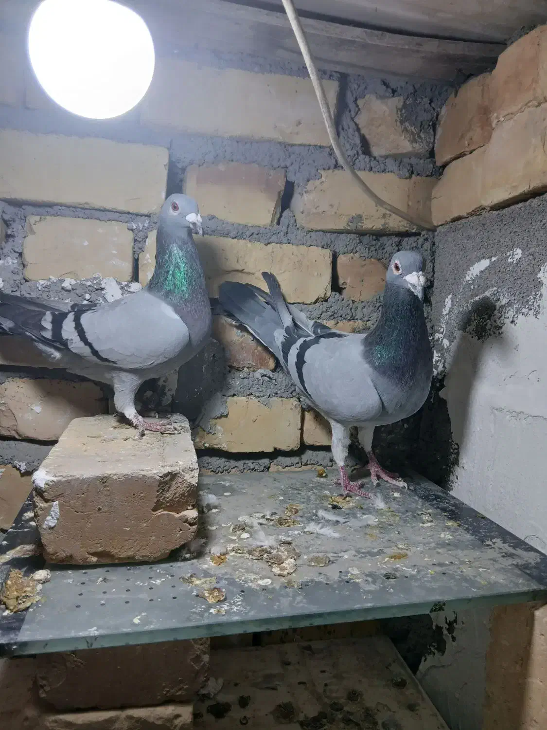 کفتر|پرنده|بجنورد, |دیوار