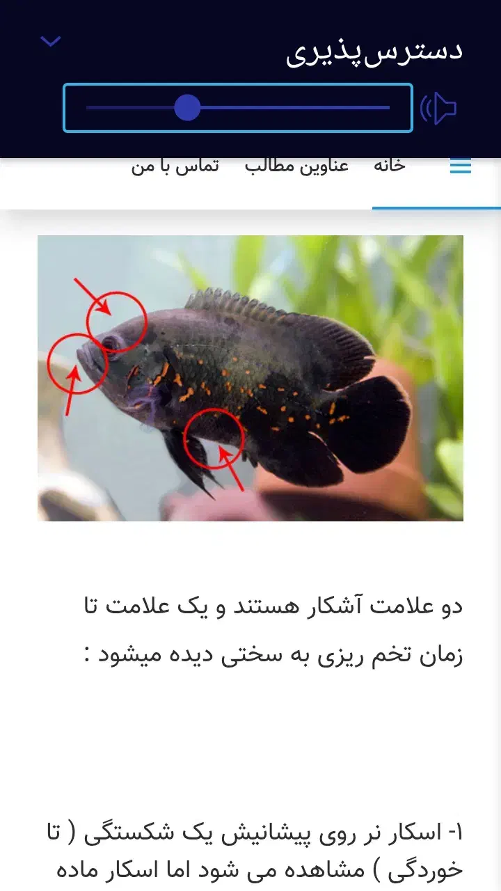یک جفت ماهی اسکار|ماهی|کرمان, |دیوار
