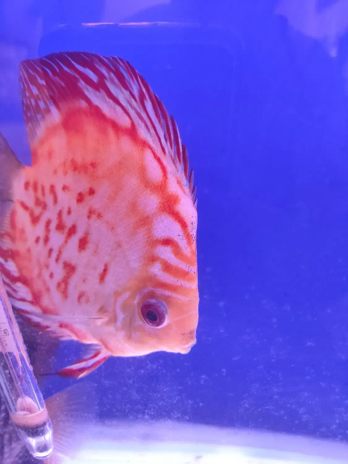 فروش ماهی|ماهی|پاکدشت, پاکدشت (مامازند)|دیوار