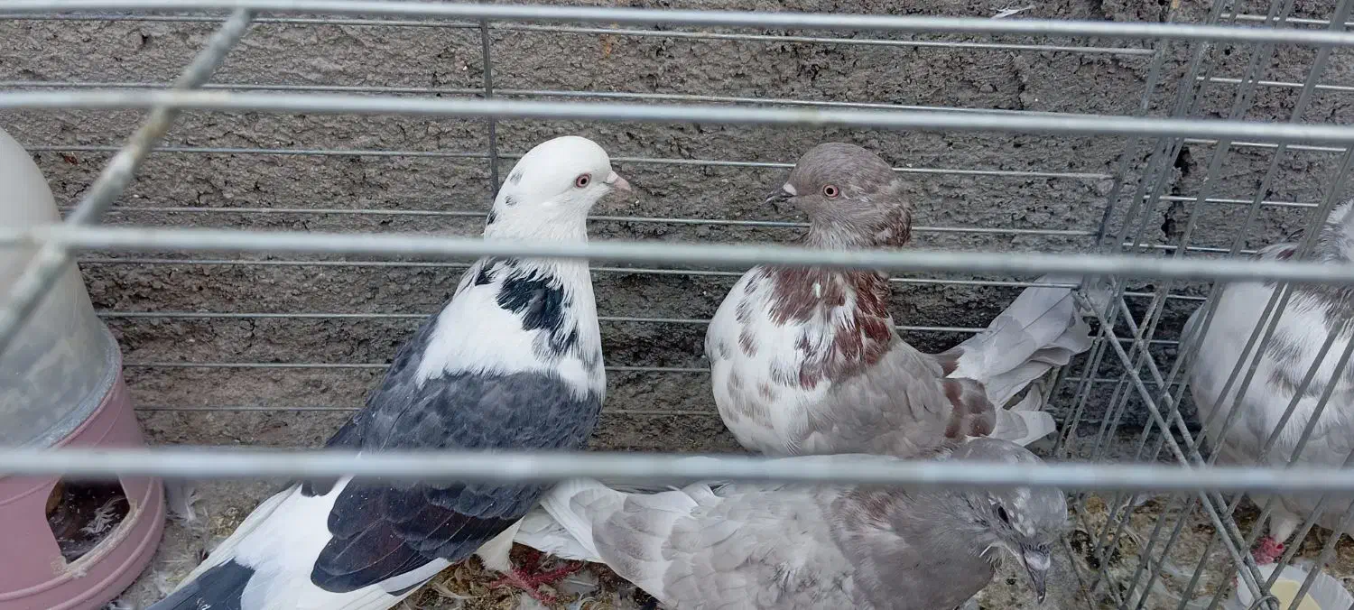 کفترپرشی|پرنده|حمیدیا, |دیوار