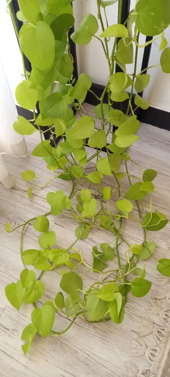 پتوس نئون|گل و گیاه طبیعی|کرج, کوی امامیه|دیوار