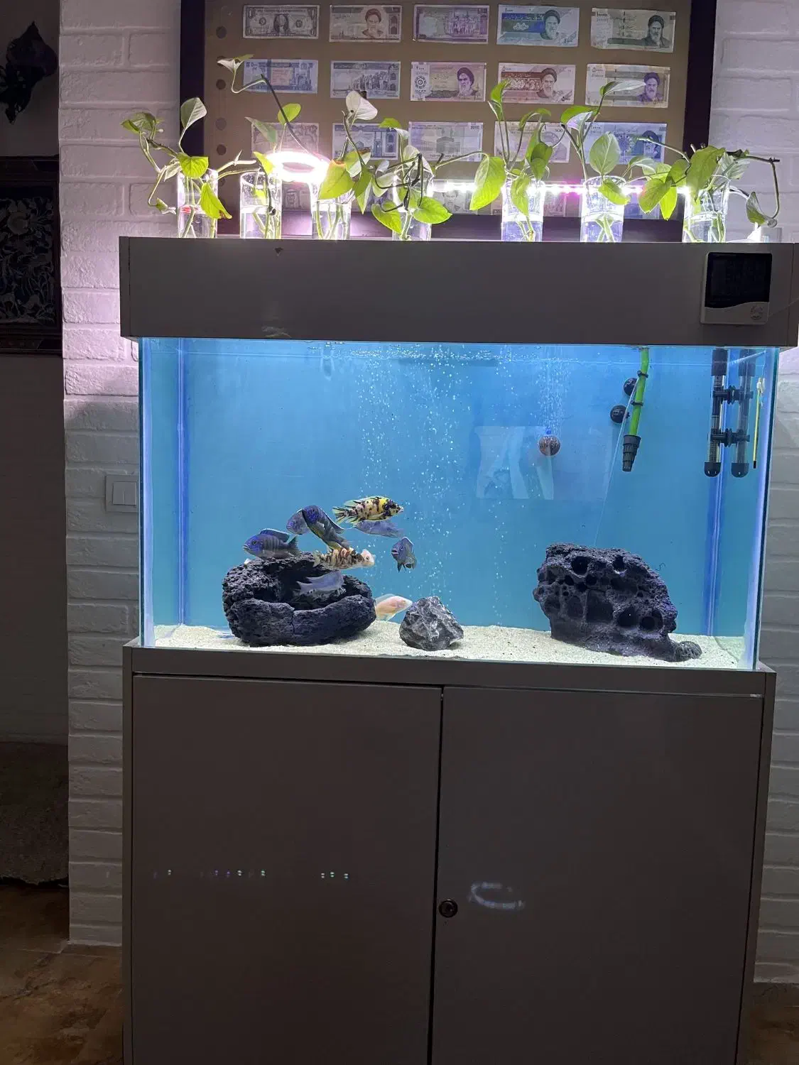 اکواریوم و پایه|ماهی|رفسنجان, |دیوار