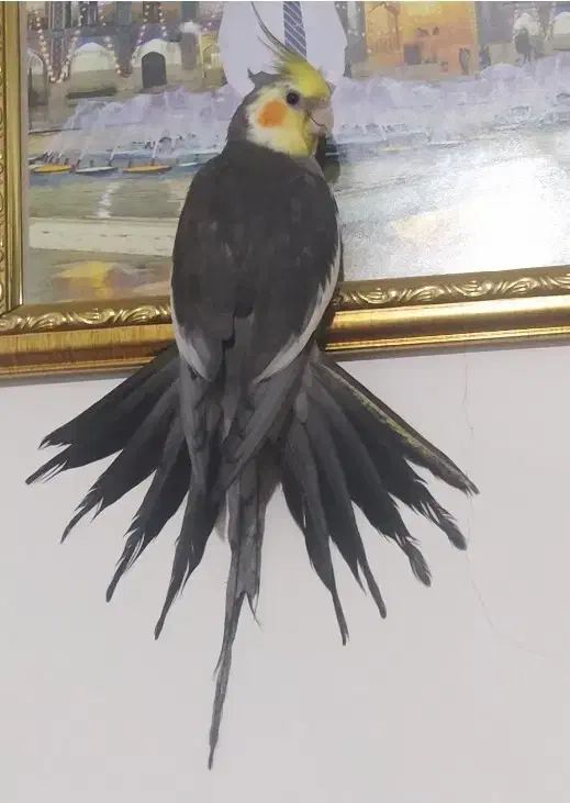 4 تا عروس هلندی فروش فوری|پرنده|صحنه, |دیوار