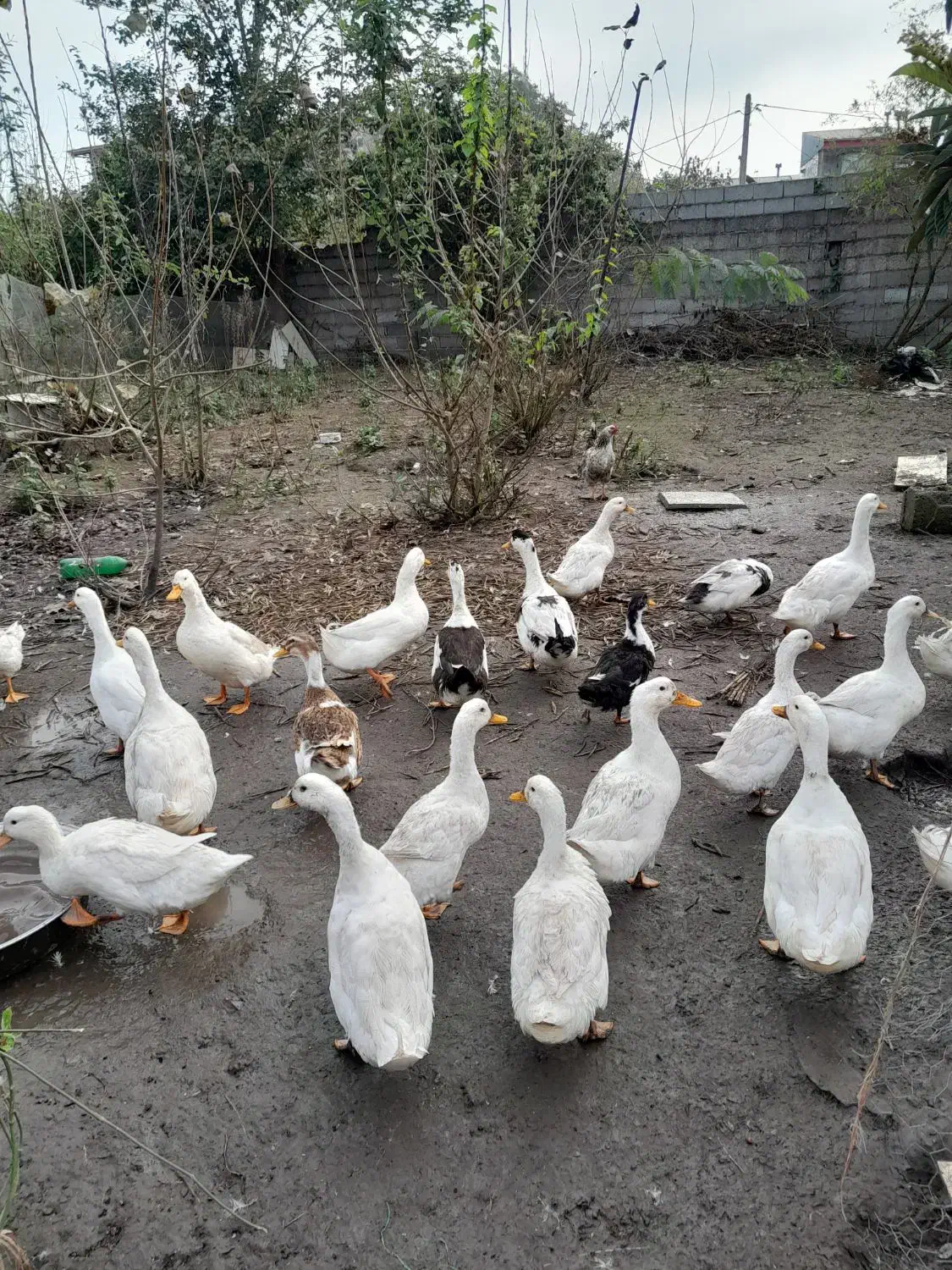 اردک گوشتی|حیوانات مزرعه|رشت, فخب|دیوار