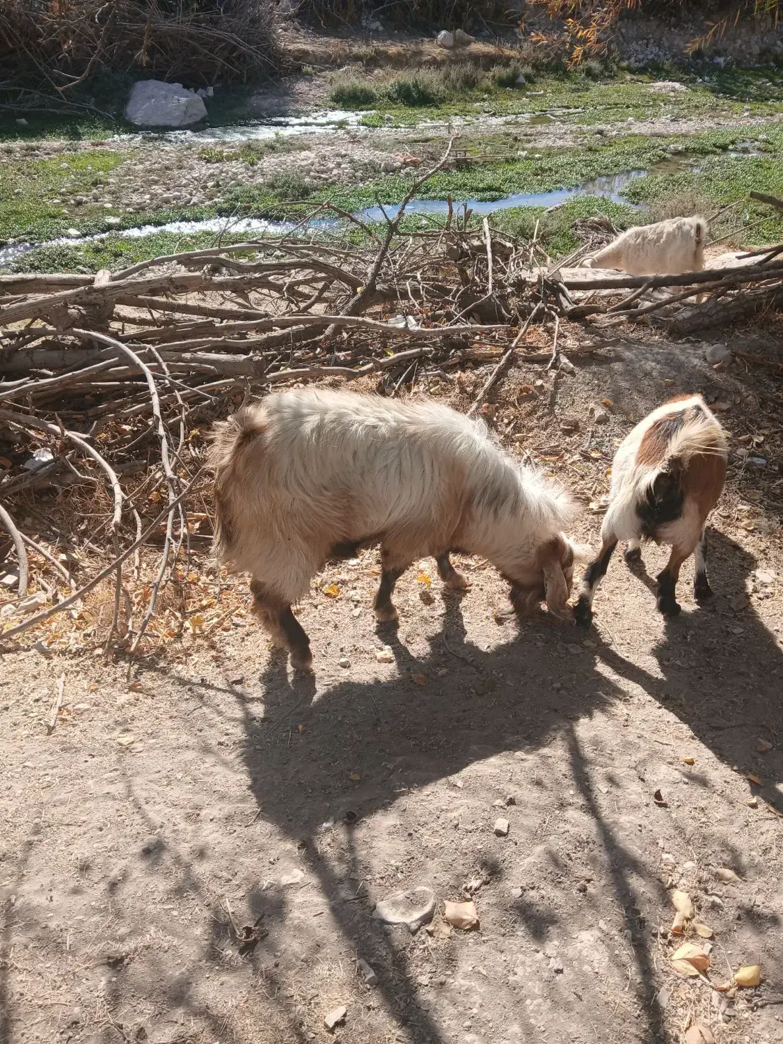 بز نر هل|حیوانات مزرعه|سیوان, |دیوار