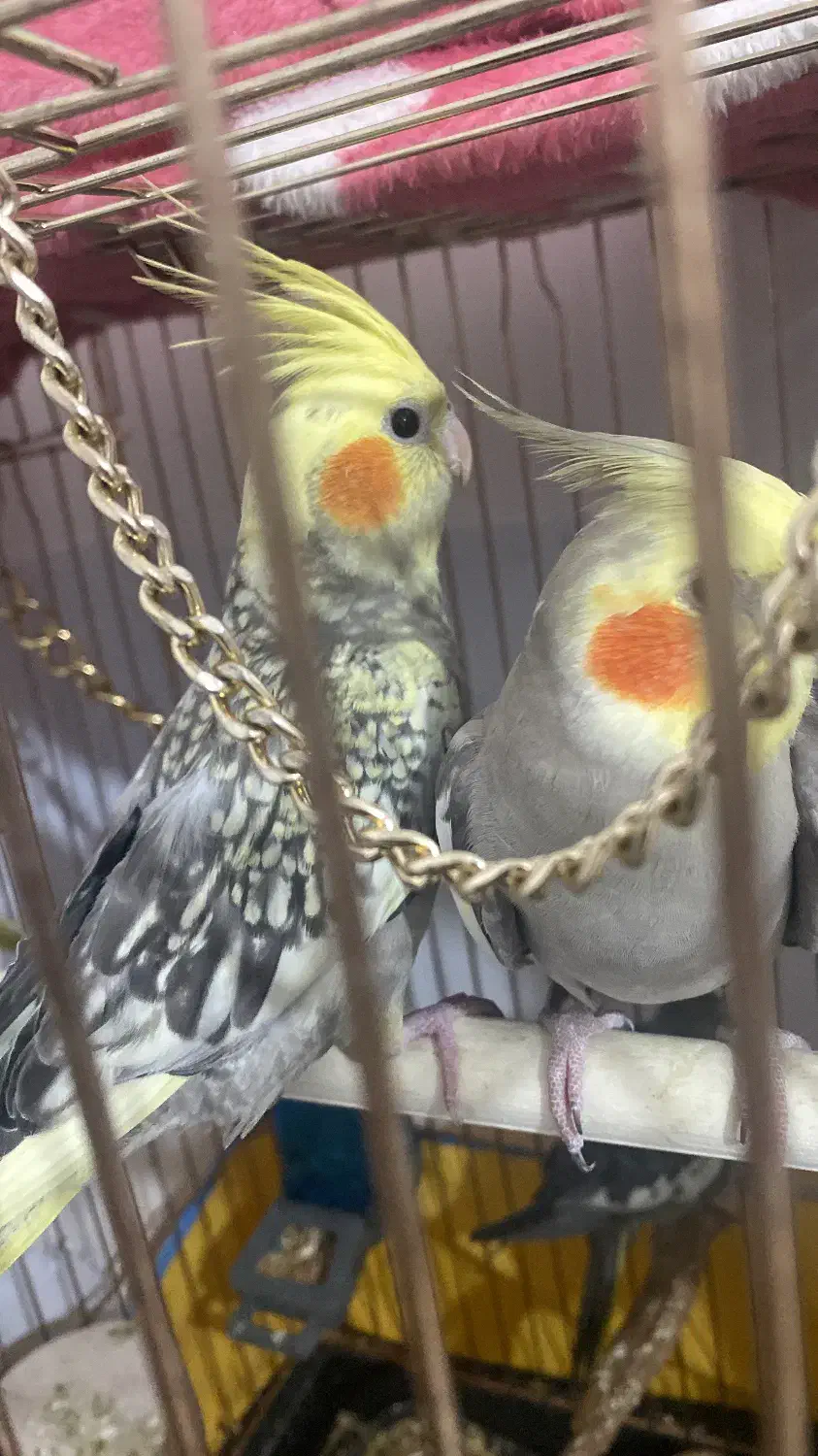 عروس فقط نر|پرنده|قرچک, مهدیه|دیوار