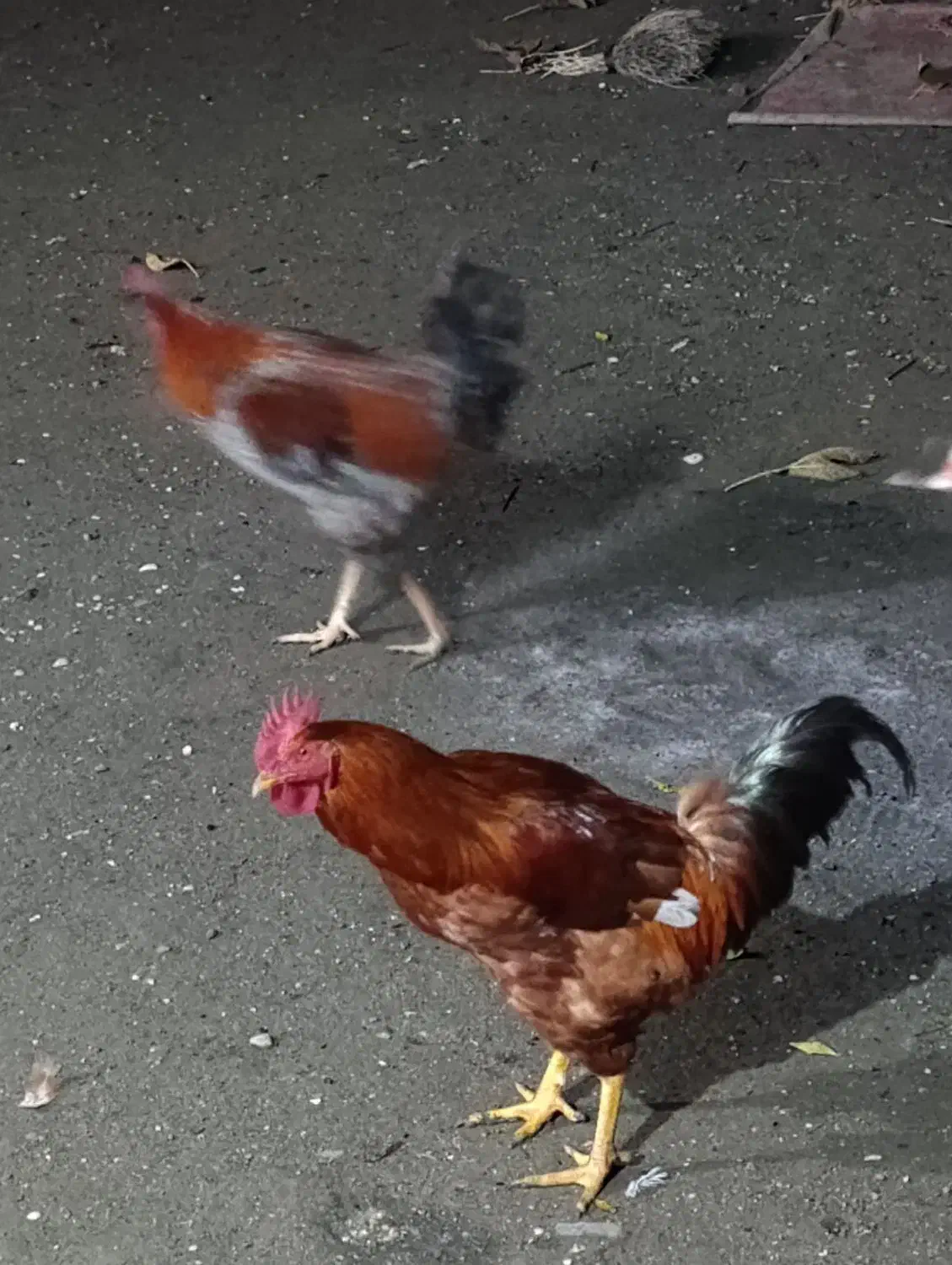 با سلام ۳عدد خروس واسه عدد اردک اسراییلی نر وماده|حیوانات مزرعه|لوندویل, |دیوار