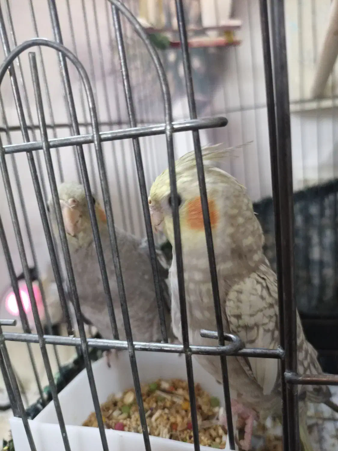 عروس هلندی|پرنده|شهر ری, دیلمان|دیوار