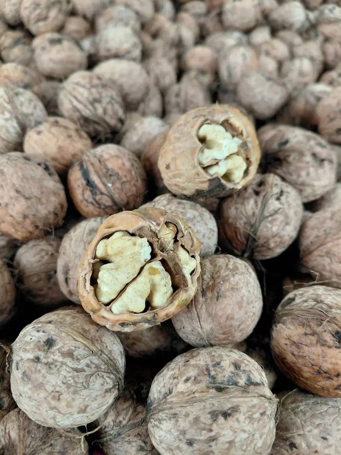 گردو|خوردنی و آشامیدنی|مشگین شهر, |دیوار