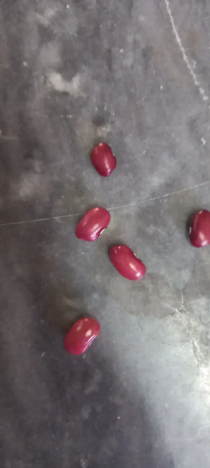 لوبیا قرمز|خوردنی و آشامیدنی|فارسان, |دیوار