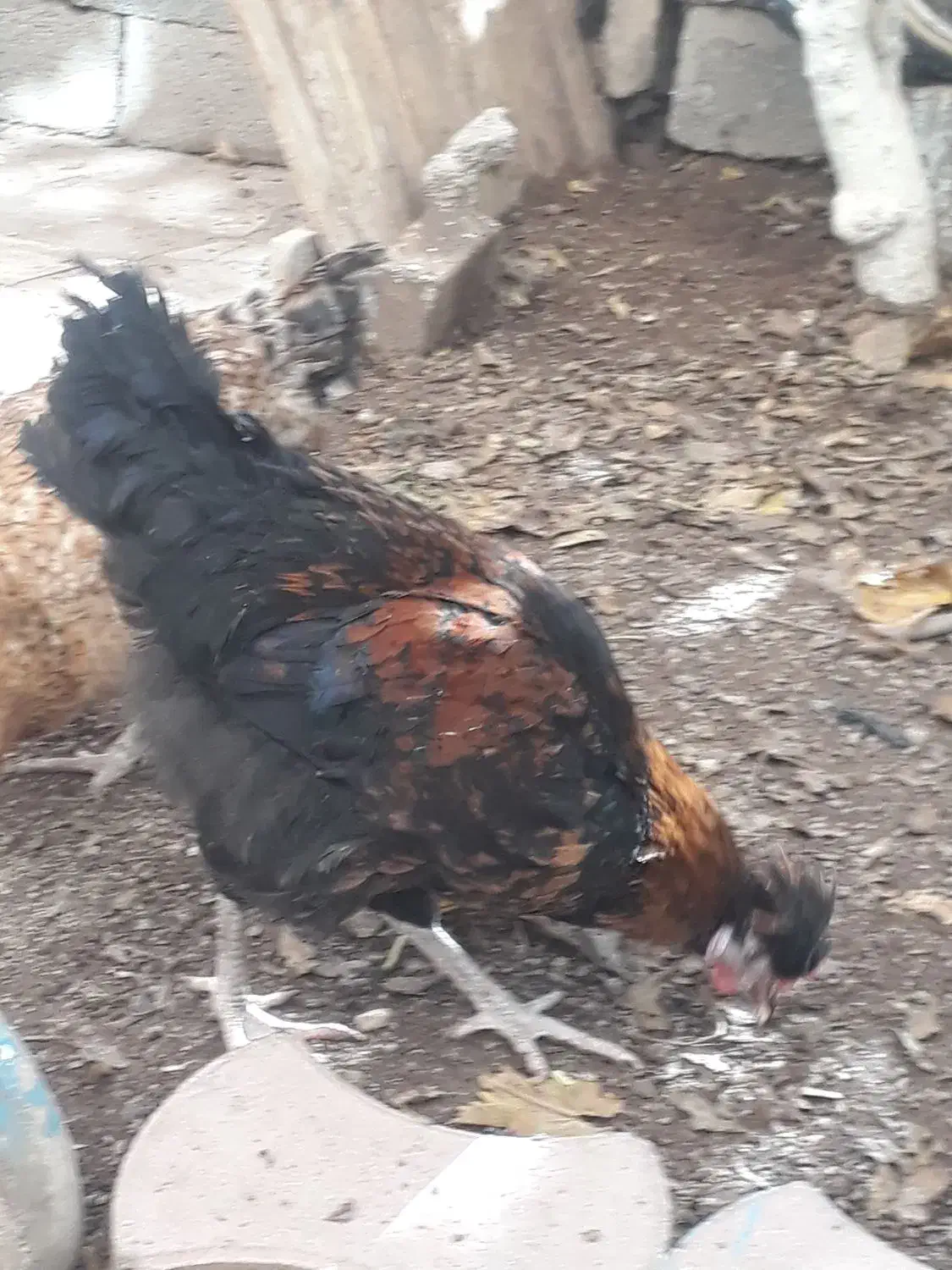 خروس سلطان کاکلی جوان پرند|حیوانات مزرعه|پرند, فاز ۰|دیوار