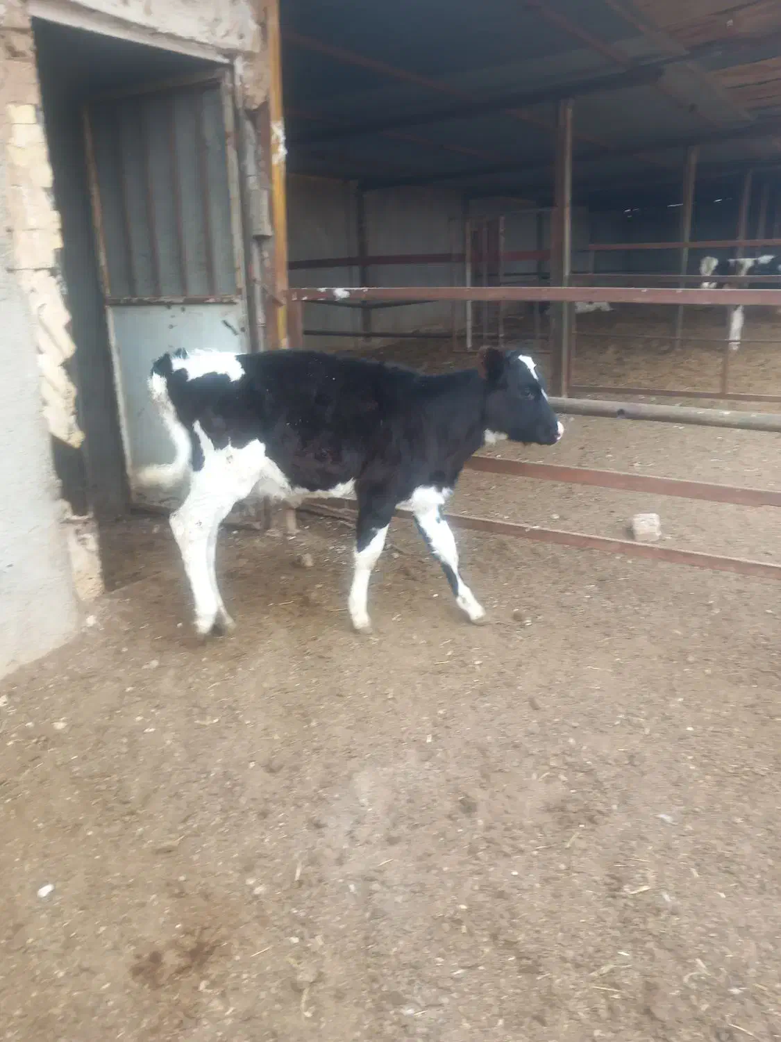 گاوشیری و گوساله نر ویک عدد گوساله ماده|حیوانات مزرعه|تربت جام, حافظ|دیوار