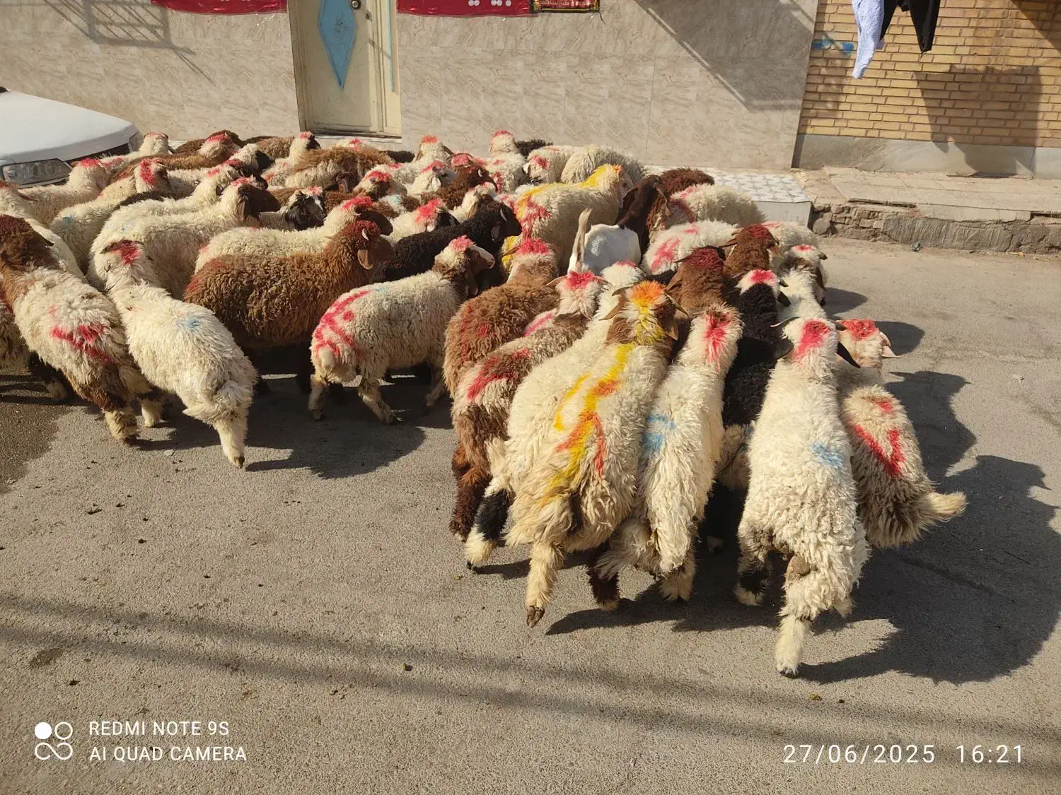 گوسفندوبره فروشی چاق چاق((همراه باقصاب رایگان))|حیوانات مزرعه|اهواز, اسلام آباد غربی|دیوار