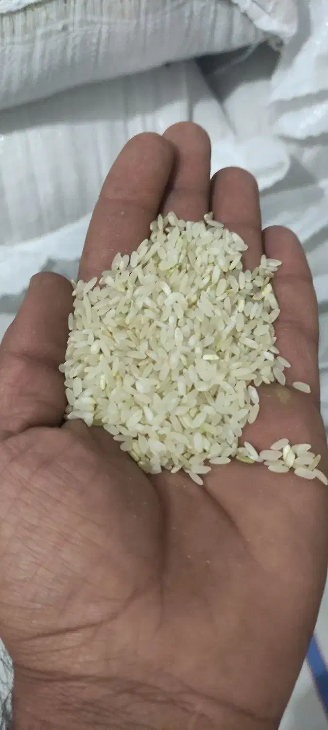 برنج اصل کامفیروزی|خوردنی و آشامیدنی|کامفیروز, |دیوار