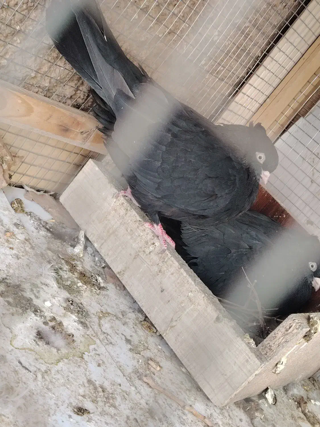 جفت زاغ عروسک|پرنده|خمینیشهر, |دیوار